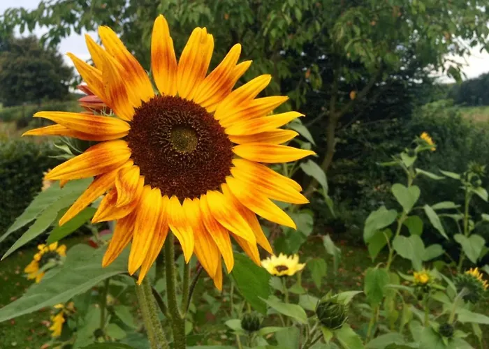 Gartentraum - In - Ostwestfalen